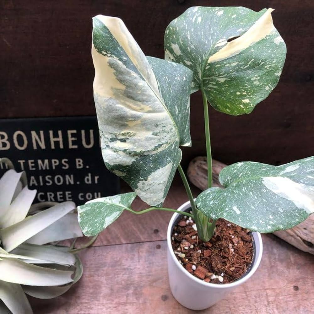 Amazon｜斑入りモンステラ 立派な観葉植物｜観葉植物 オンライン通販
